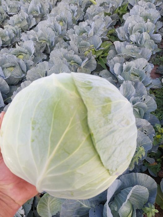 Varza plata de tomana