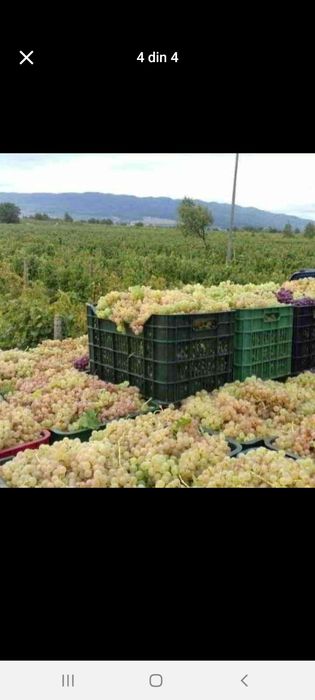 Struguri de vin Ploiești
