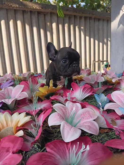 Френски булдог french bulldog