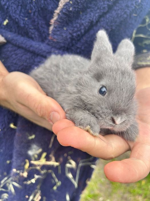 Iepuri frumosi crescuti natural