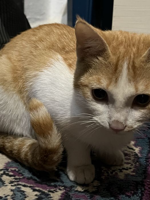 Котик продается 3 к самец