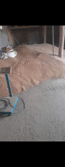 Vând grâu producție 2025