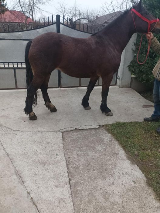 iapa gestanta de vanzare