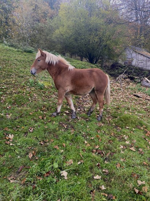 Mânză blondă de 1 an – blândă, prietenoasă și ușor de îndrăgit