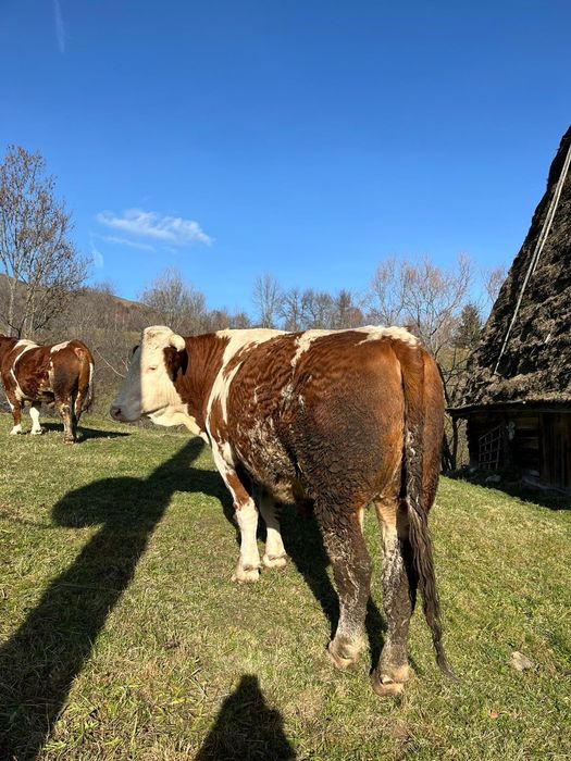 Vând boi sau schimb cu junci învățați la jug