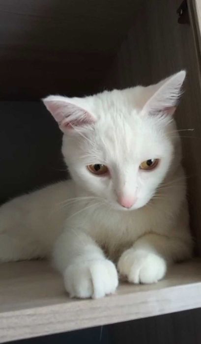 Абсолютно белый котик ищет дом