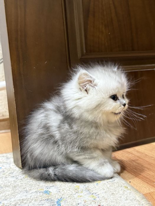 котенок Скотиш страйт