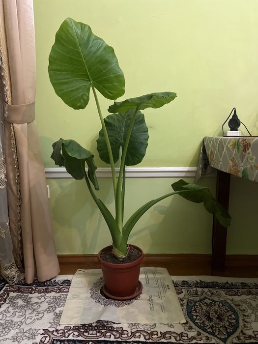 Arma sotiladi holati yaxshi