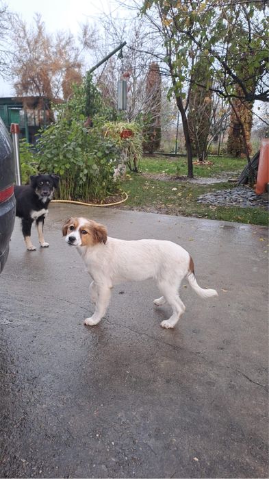 Donez caini vaccinati