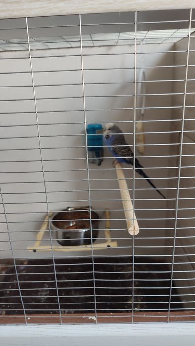 Qafas valyer qushlari blan sotaman