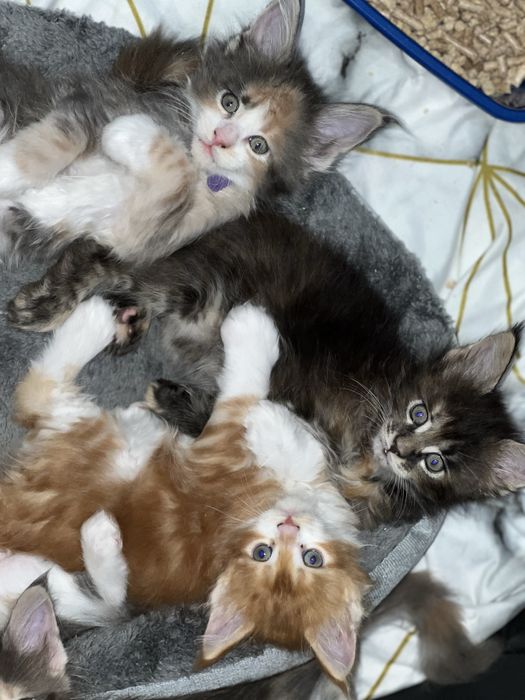 Котята Мейн кун резерв