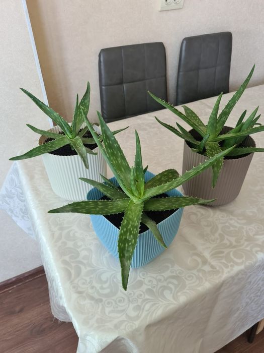 Горшки с растениями