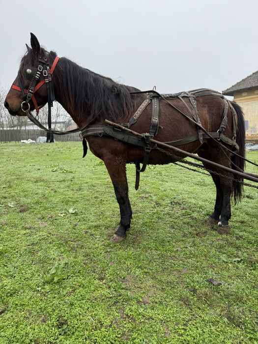 Se vinde cârlan învățat la căruță