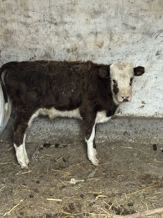 Еркек баспак сатылады