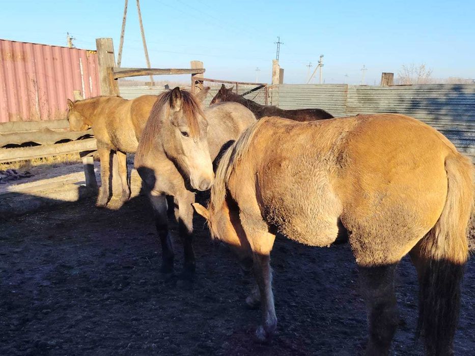 Продаю тайчиков с откорма