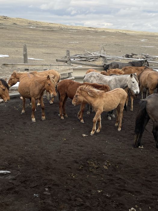 Жабағы сатамын 4 бас!