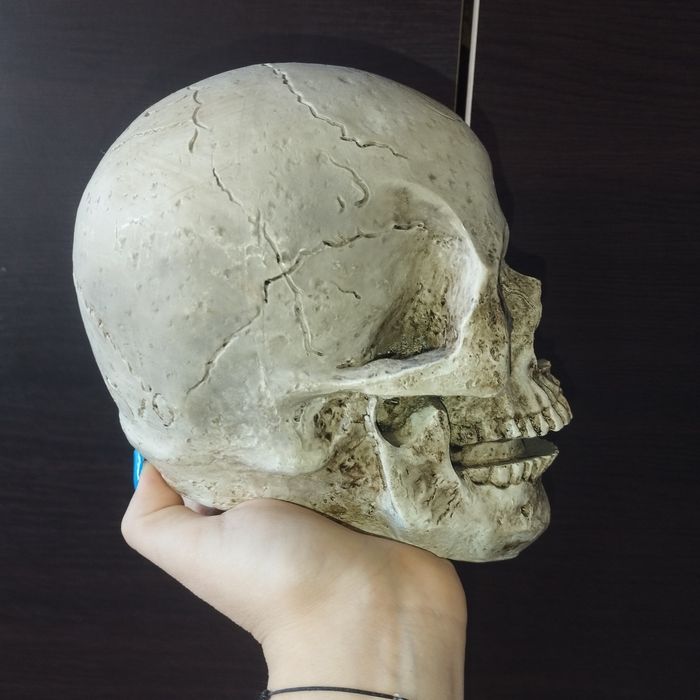 Vând cranii decorative