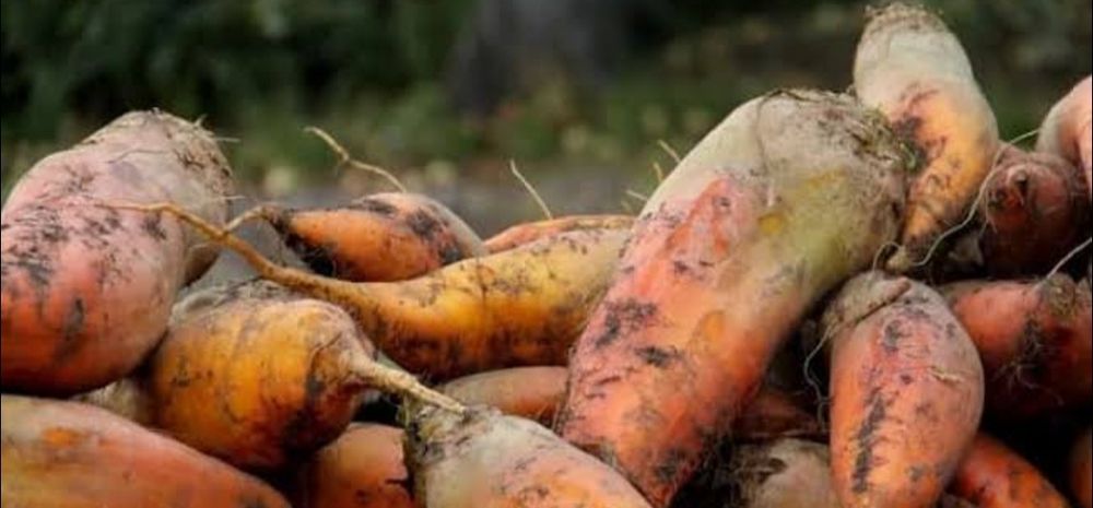 Qand lavlagi mol qoʻy quyonlar uchun