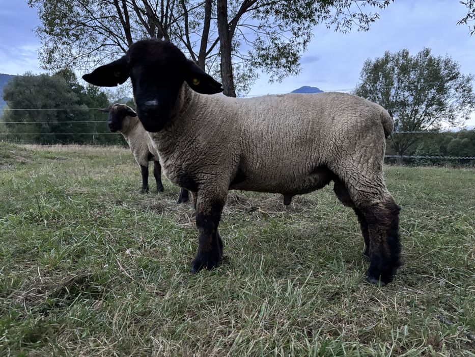 Berbecuți suffolk și metisi cu rase de carne