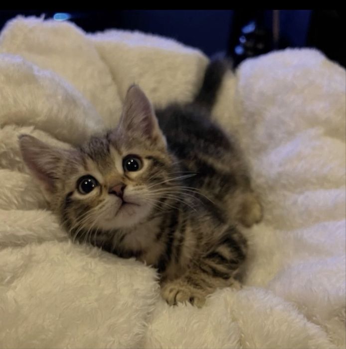 отдадим котенка