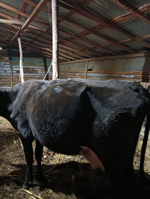 Vaci și vitei de vânzare