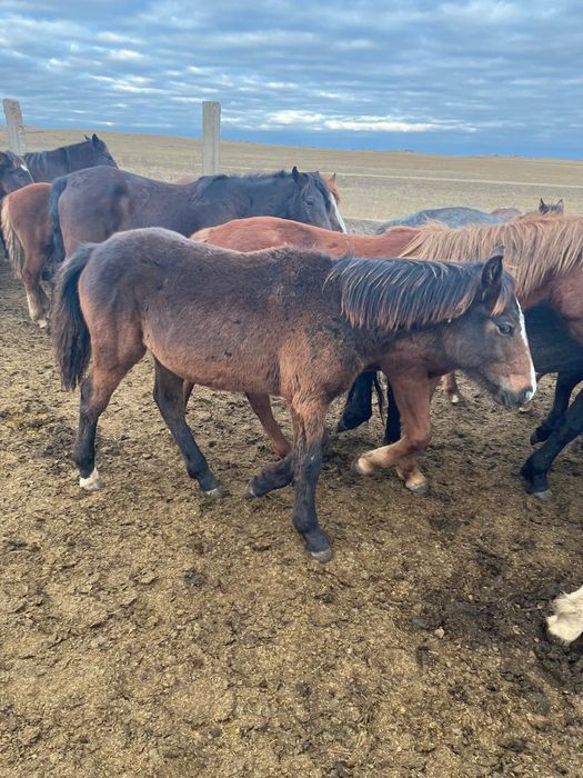 Жабағылар сатам 250