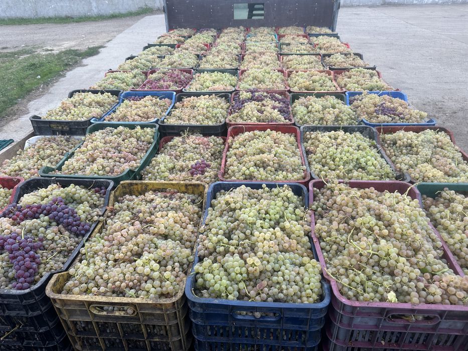 Struguri de vin