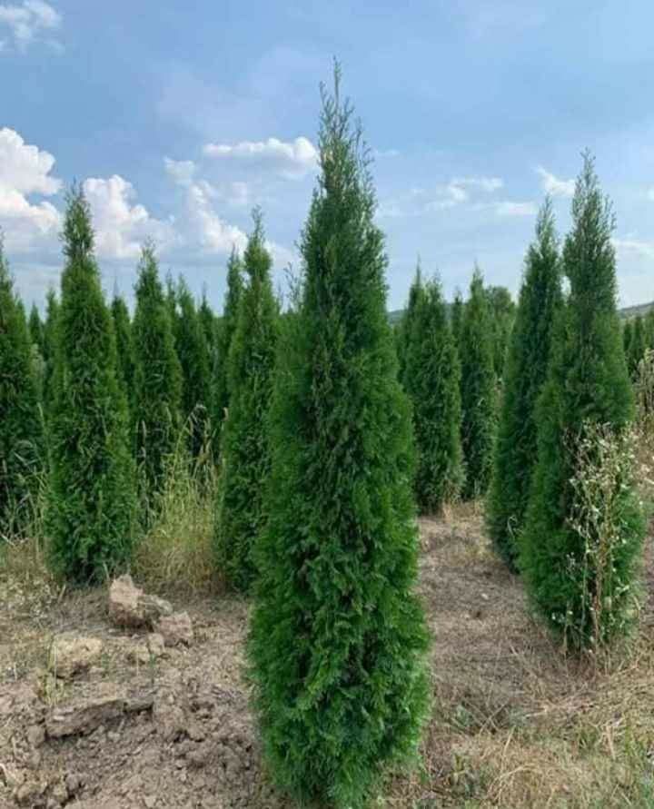 plante ornamentale  piatra naturală avem diferite culori si marimi