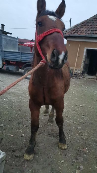 Vând mânz un an jumate