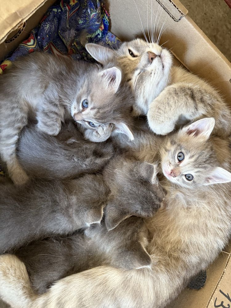 Котята , бесплатно