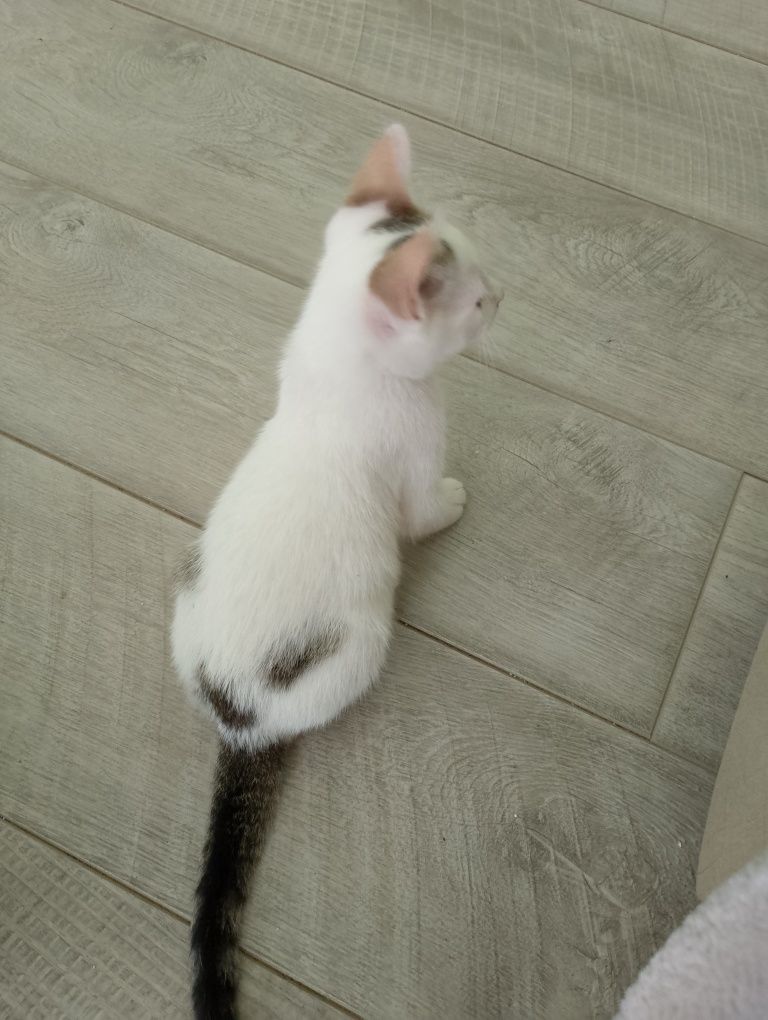Подарявам малки котенца