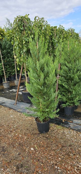 Leylandii gard viu / Platani /Mesteacăn alb