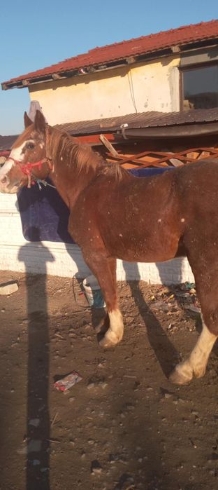 Vand sau schimb cal de tras sa de caruta