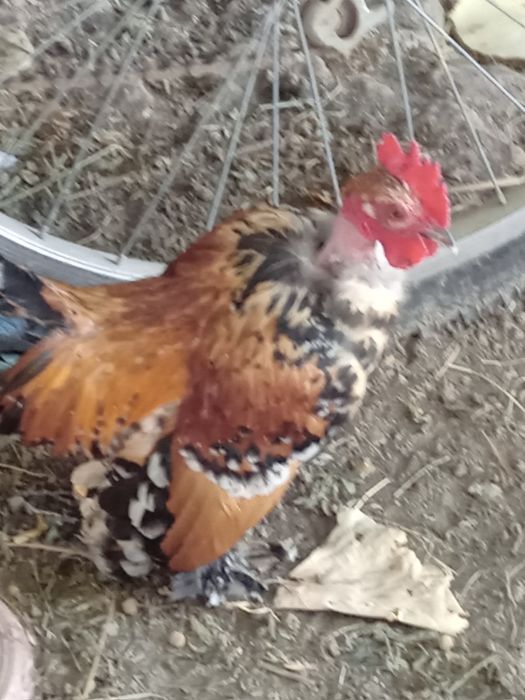 Pitici garlejate și normale