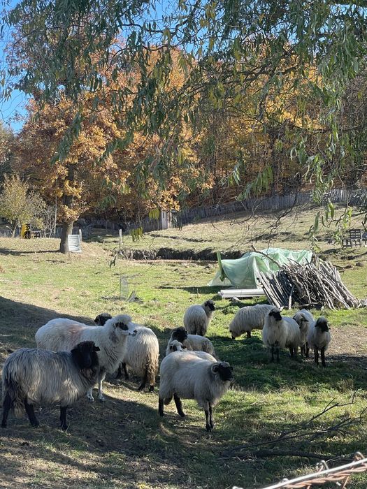 Anunț de vânzare – oi metiș carabașa + berbec