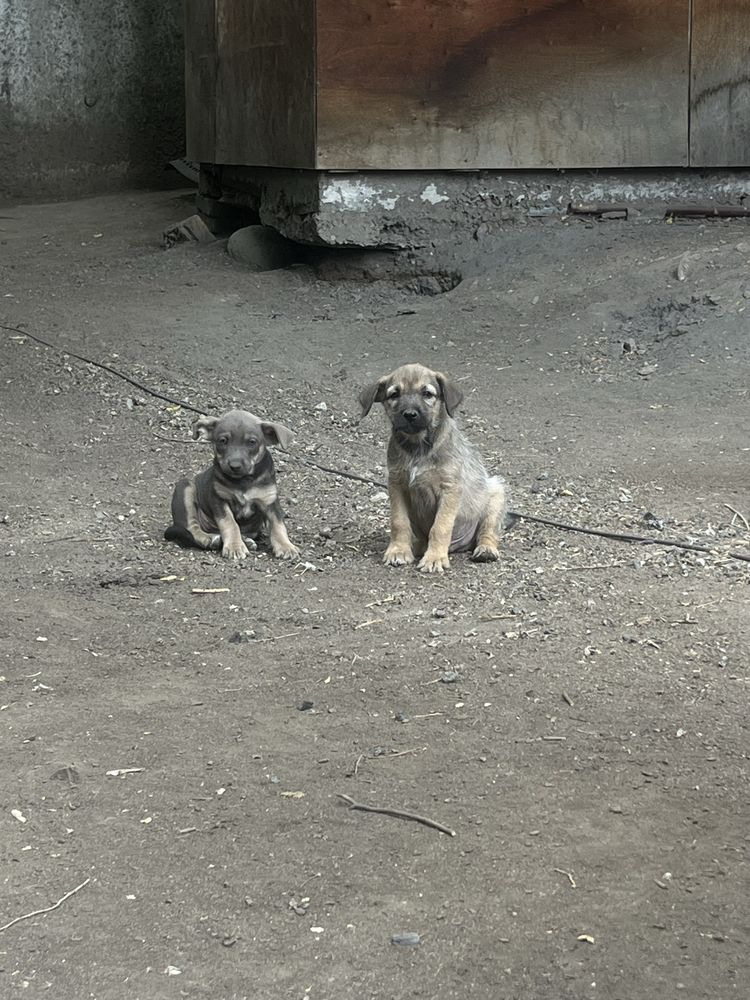 3 щенка разного окраса
