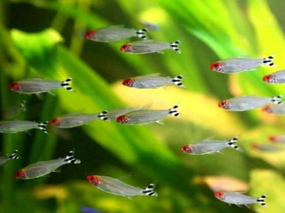 Родостомус , подростки 3см