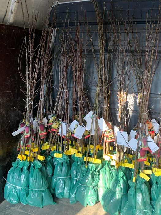 Pomi fructiferi clasici ei vita de vie