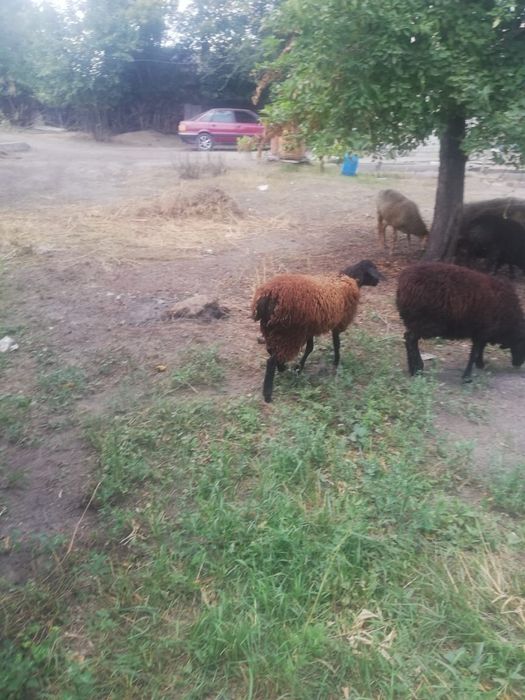 Бараны мадотки срочно