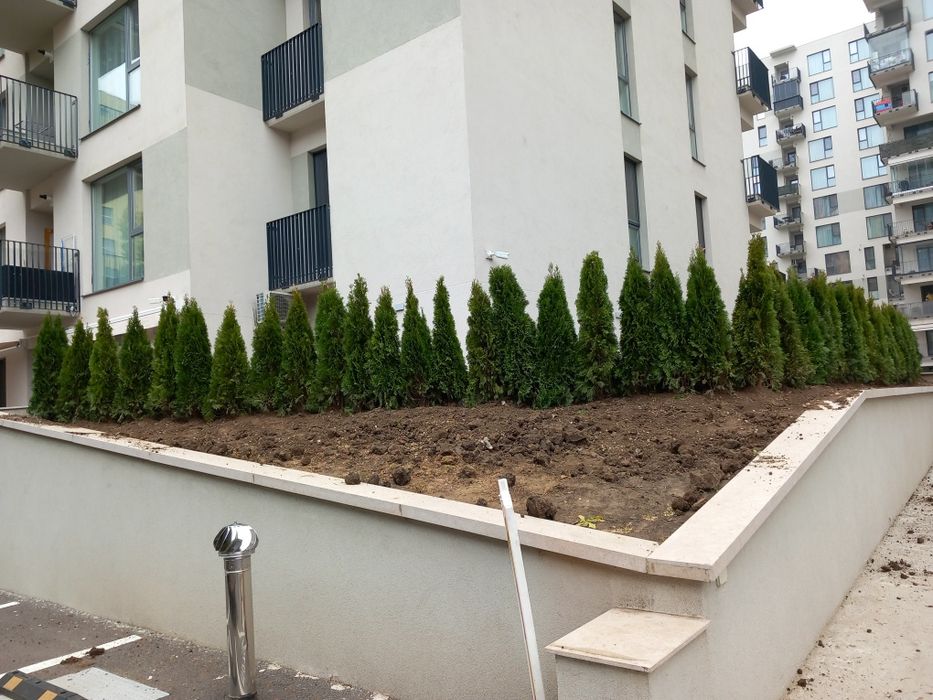 Tuia smarald brazi argintii brazi normandieni Buxus Globulari tei mest