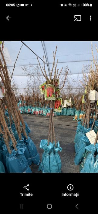 Aluni.Pawulonia.Cires.Prun.Nuci.Castan.Migdal>RO.Plantare.Coacaz.Afin