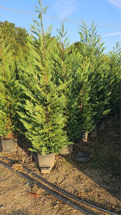 Cupressocyparis leylandii ideal pentru un gard viu