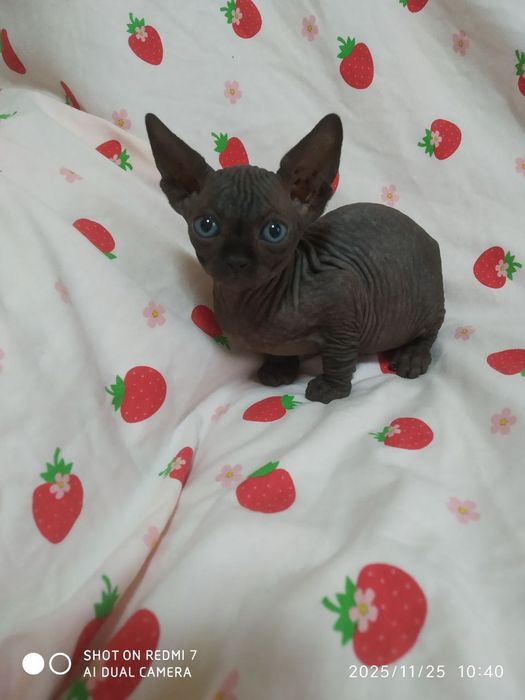 Канадский сфинкс бронирование