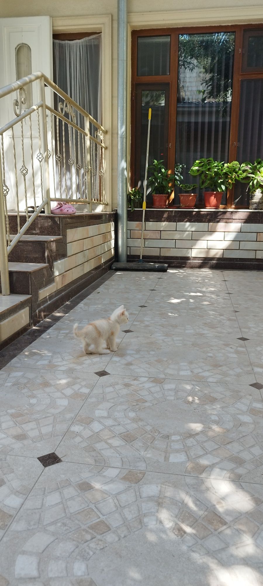 Котята Шотландский и Британские