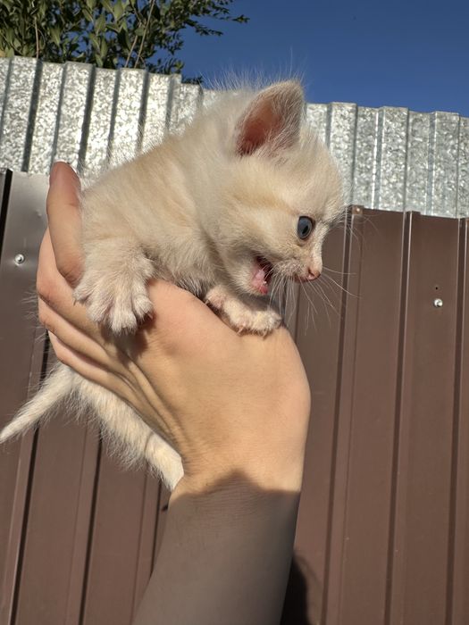 Котенки! В добрые руки! Даром