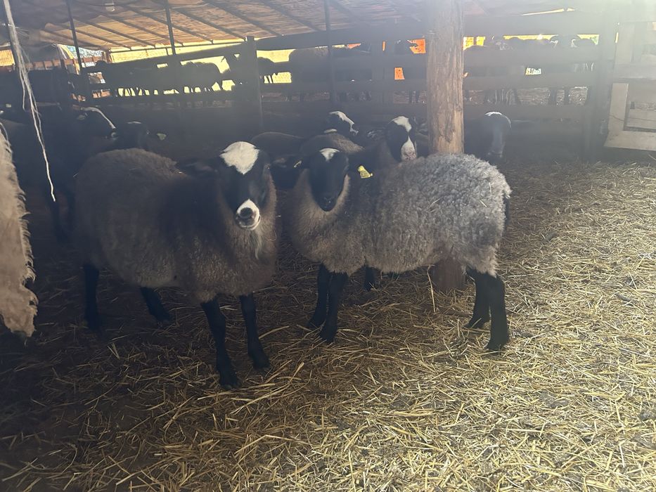 Romanov berbecuti / mielute