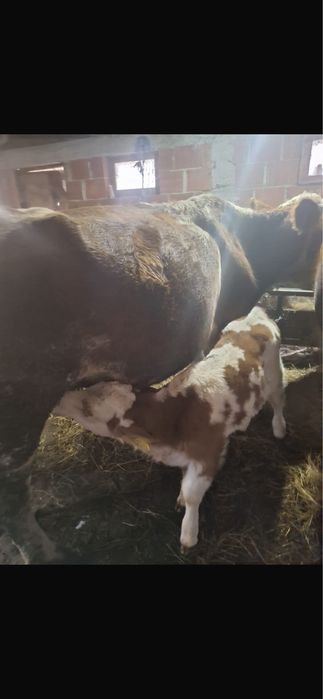 De vanzare vaca cu vitea