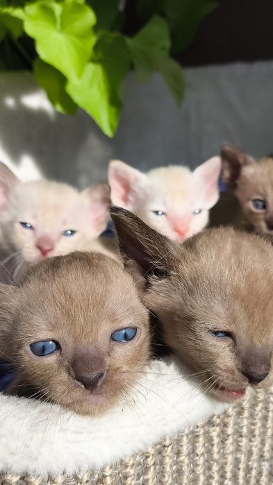 Бурма котята  - идёт бронь