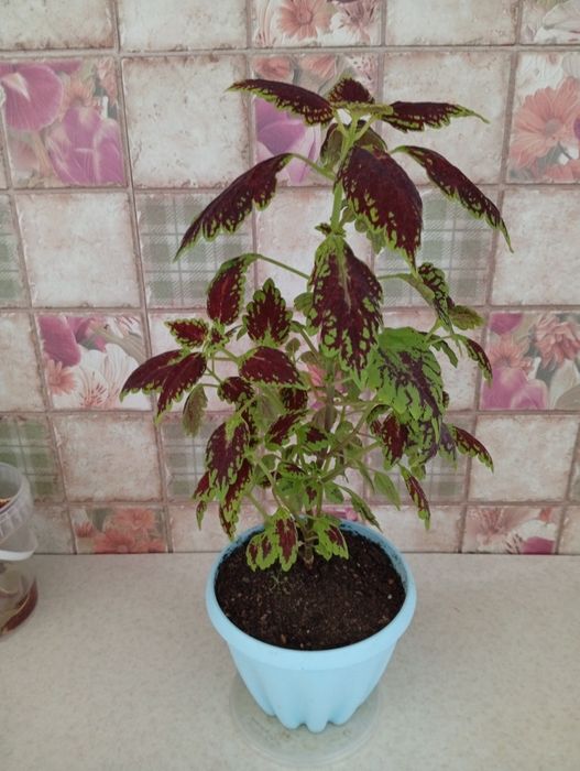 Колеус 3000тенге