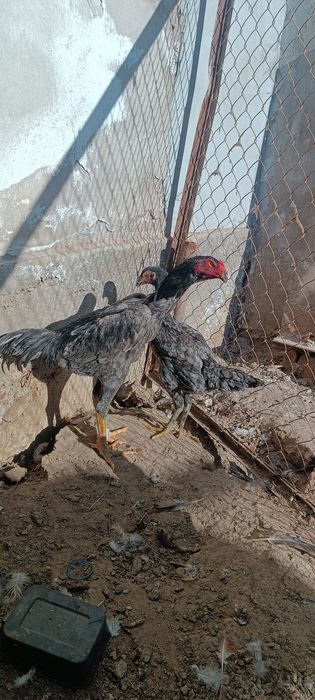 Кул жужалар сотилади